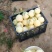 伊丽莎白甜瓜白玉甜瓜砀山小白瓜货源稳定代收代发全国