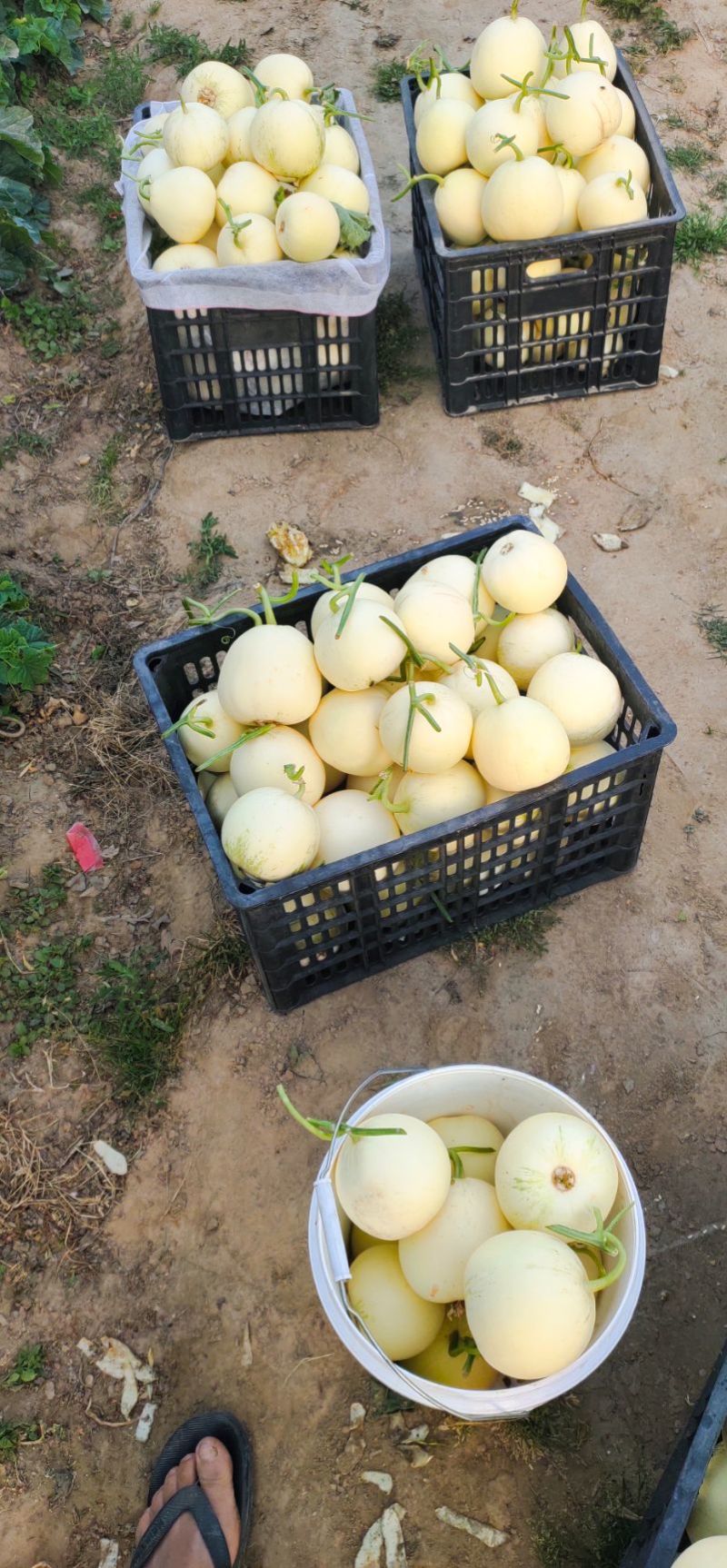 伊丽莎白甜瓜白玉甜瓜砀山小白瓜货源稳定代收代发全国