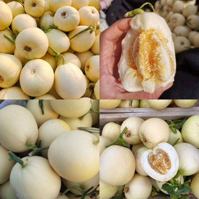 伊丽莎白甜瓜白玉甜瓜砀山小白瓜货源稳定代收代发全国