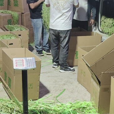 大量贡菜干现货
