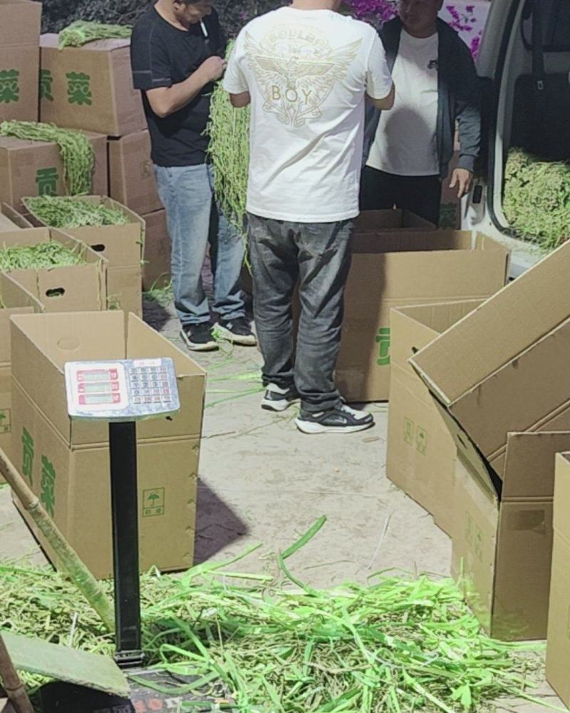 大量贡菜干现货