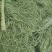 大量贡菜干现货
