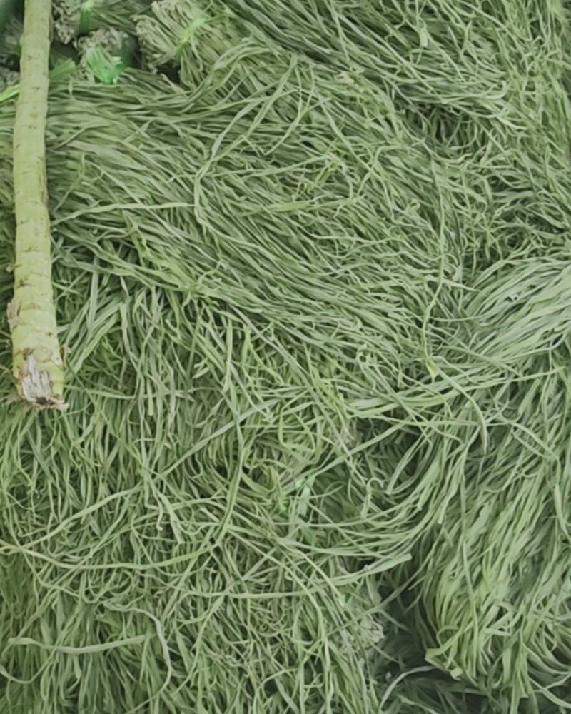 大量贡菜干现货