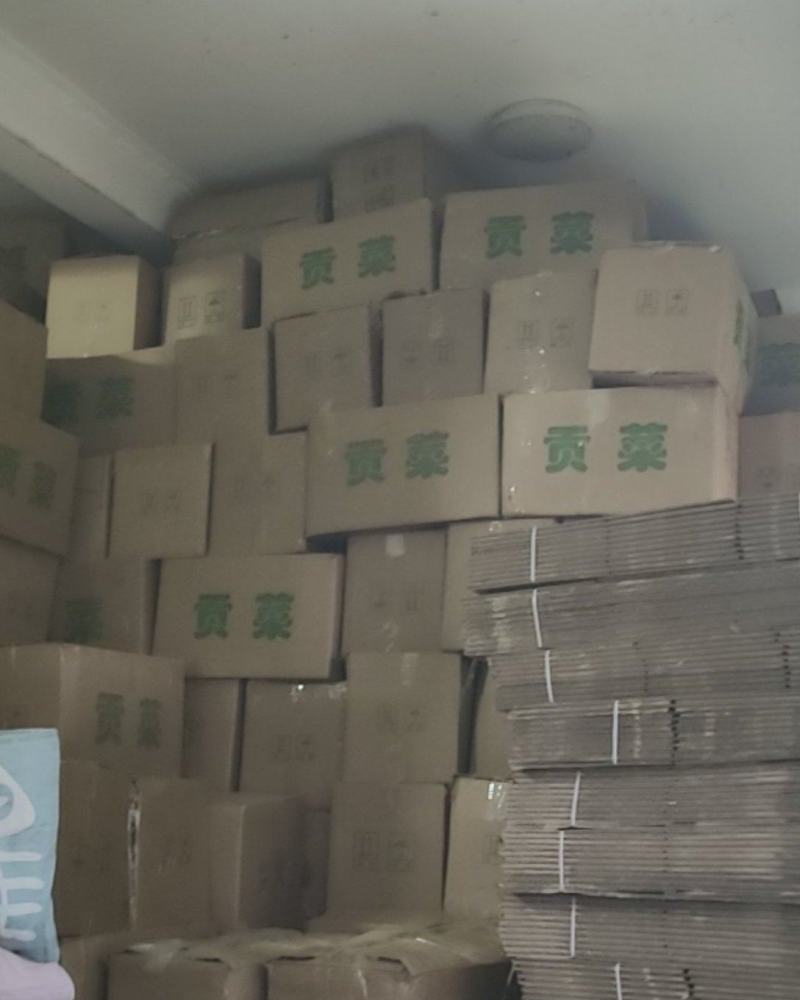 大量贡菜干现货