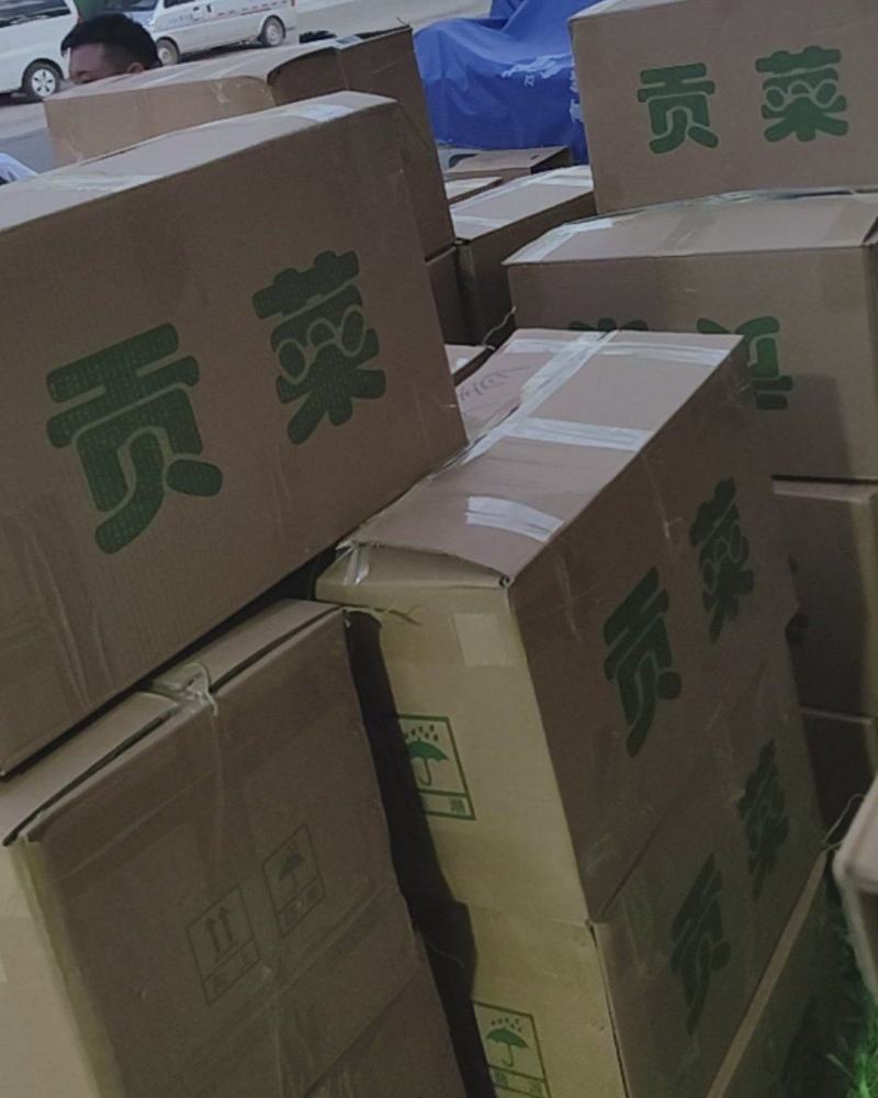 大量贡菜干现货