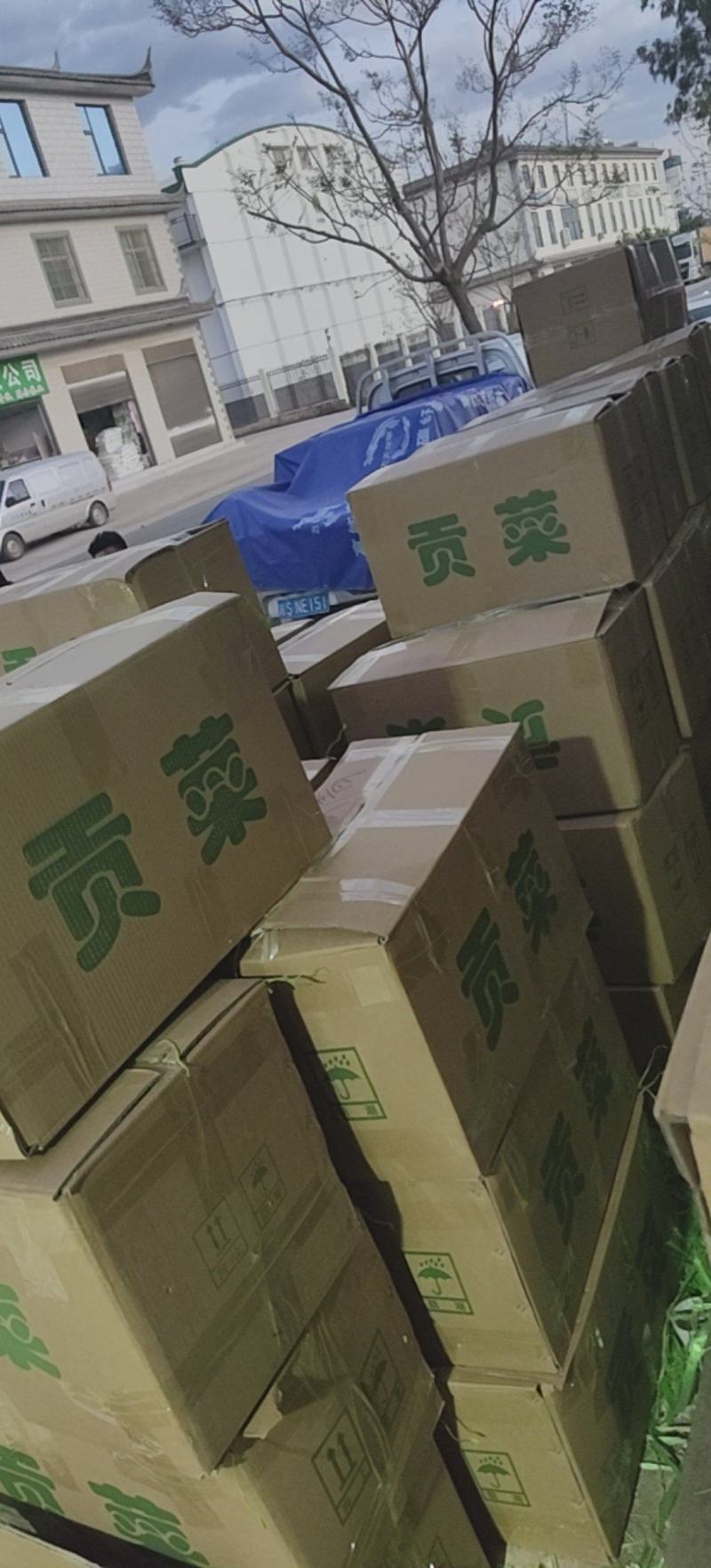 大量贡菜干现货