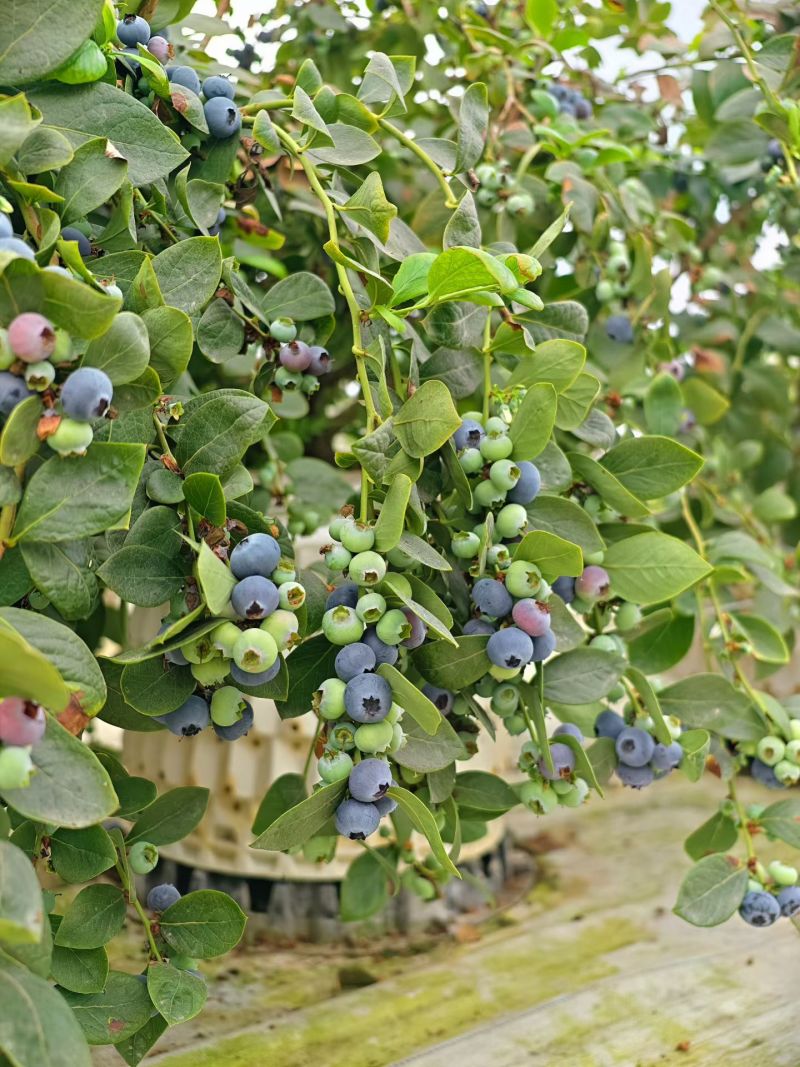 蓝莓花香蓝莓L25支持批发电商代发