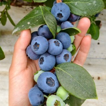 蓝莓花香蓝莓L25支持批发电商代发