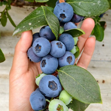 蓝莓花香蓝莓L25支持批发电商代发