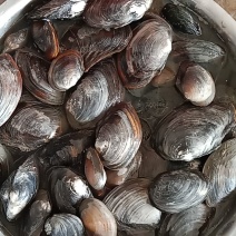 河蚌