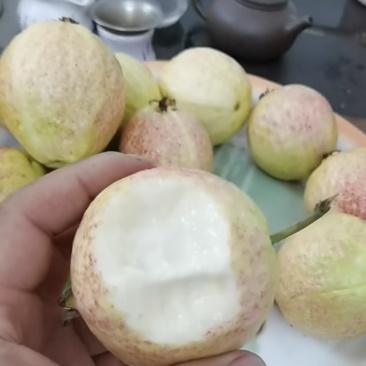 白心番石榴芭乐