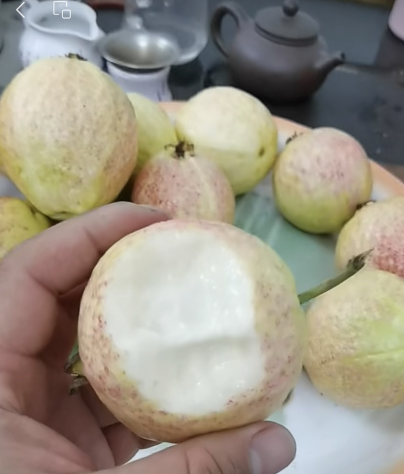 白心番石榴芭乐