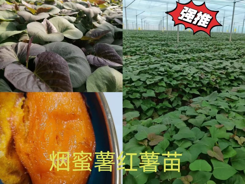 出售脱毒红薯苗：烟蜜薯！高产纯正！基地直发！