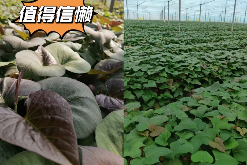 出售脱毒红薯苗：烟蜜薯！高产纯正！基地直发！