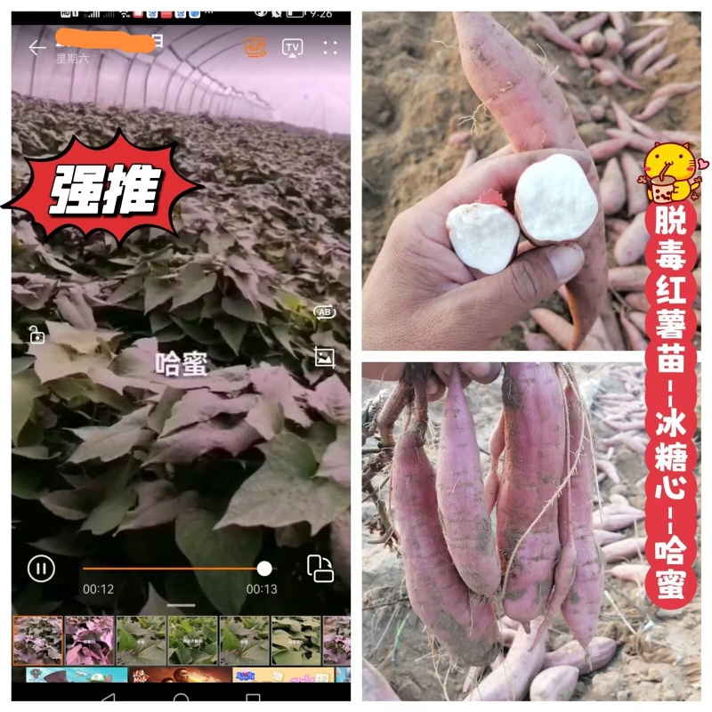 出售脱毒红薯苗：烟蜜薯！高产纯正！基地直发！