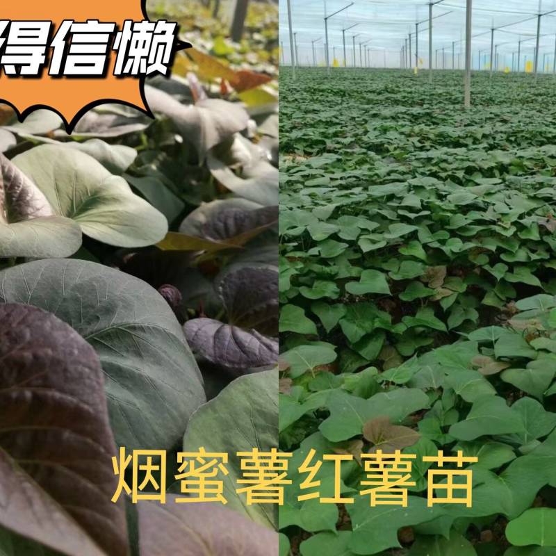 出售脱毒红薯苗：烟蜜薯！高产纯正！基地直发！
