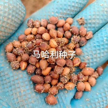 樱桃种子，马哈利种子，嫁接车厘子的沾木，牙率8成
