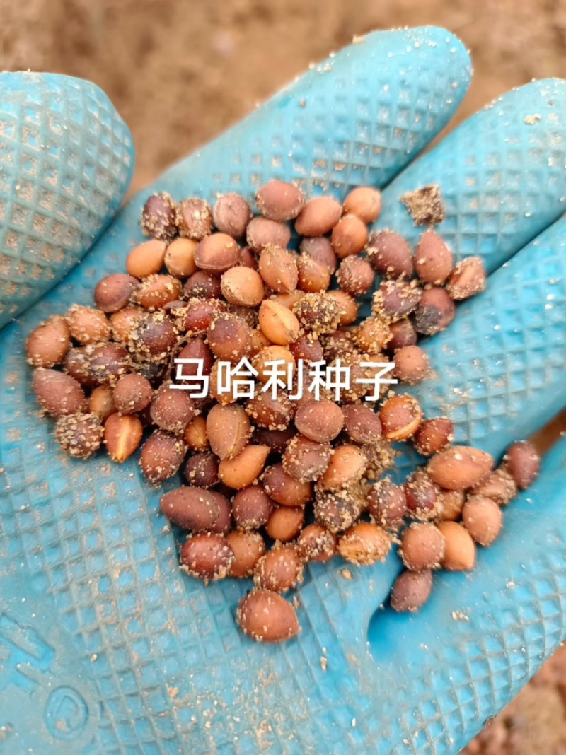 樱桃种子，马哈利种子，嫁接车厘子的沾木，牙率8成