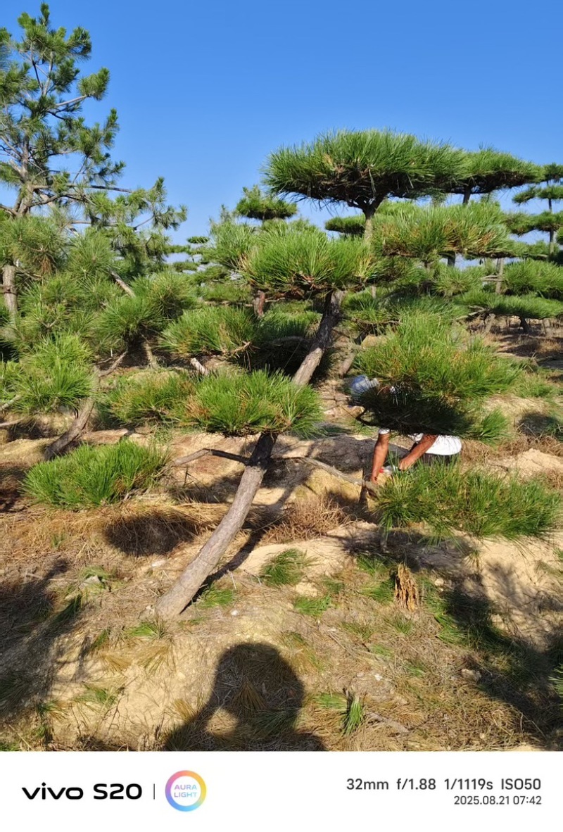造型黑松大量处理中物美价廉价格合适