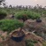 造型黑松大量处理中物美价廉价格合适