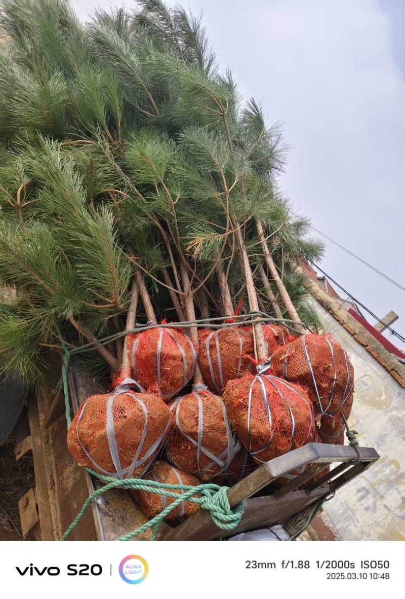 黑松（土球）欢迎采购可视频看货价格实惠老客户回购率高