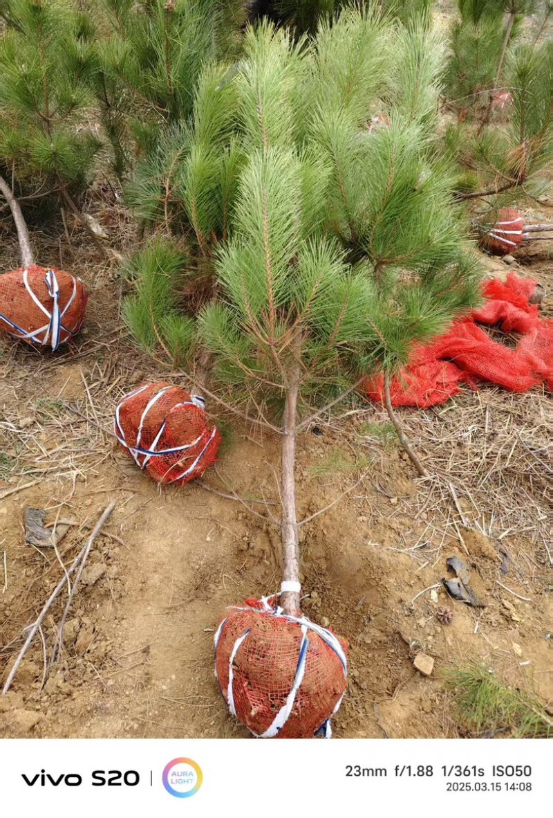 黑松（土球）欢迎采购可视频看货价格实惠老客户回购率高