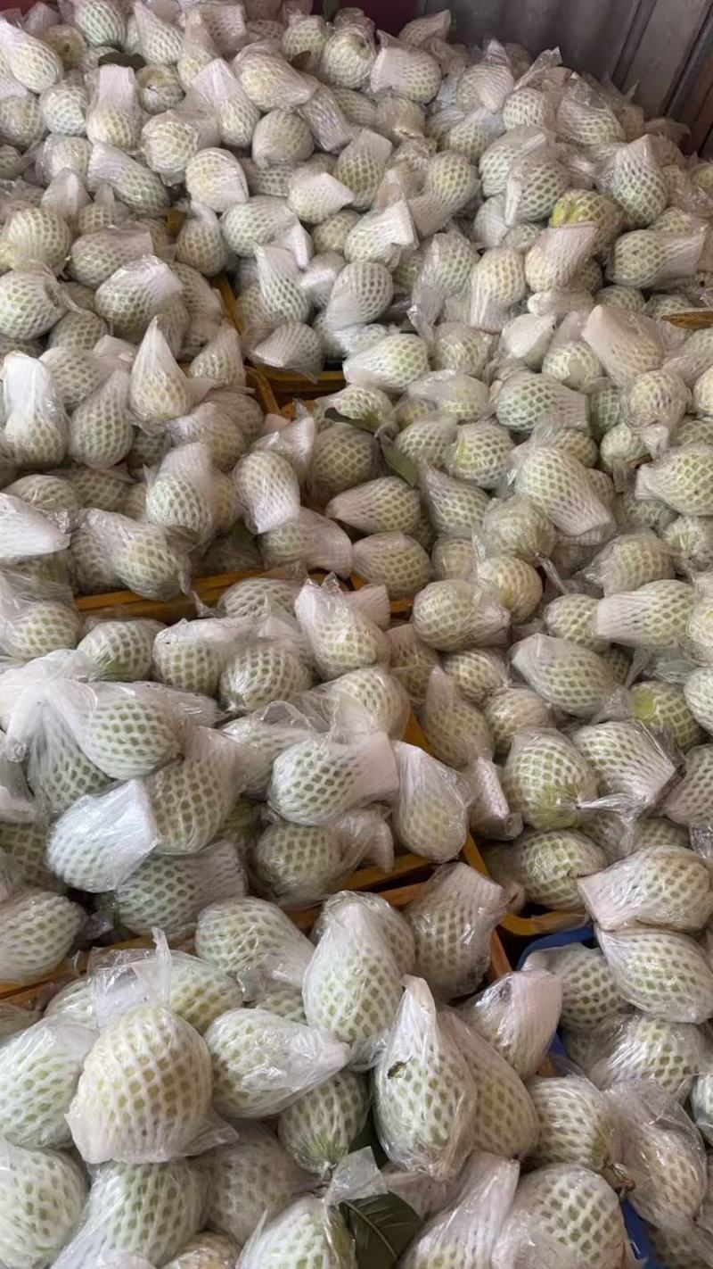 【热卖】海南奶油芭乐产地直发量大优惠可视频看货欢迎致电