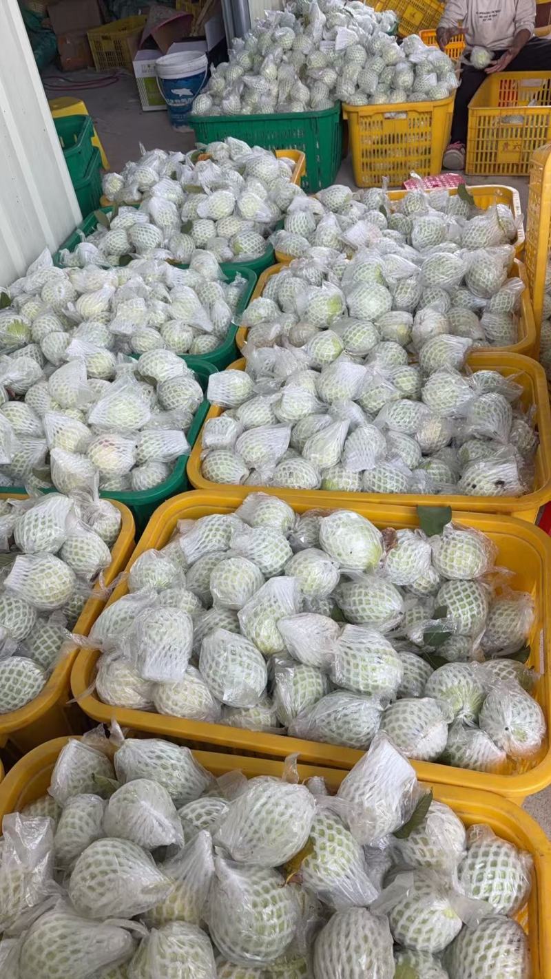 【热卖】海南奶油芭乐产地直发量大优惠可视频看货欢迎致电