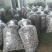 5-7公分羊肚菌干货新货足干电商代发