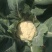 花菜