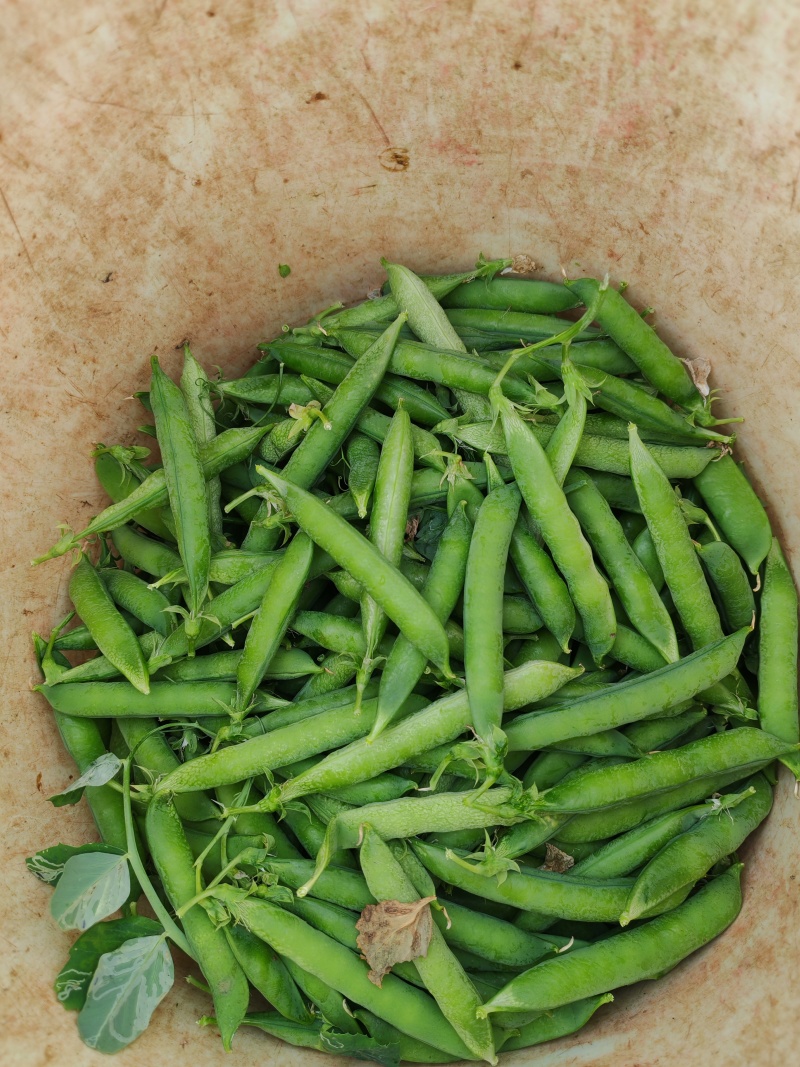 本地豌豆大量上市
