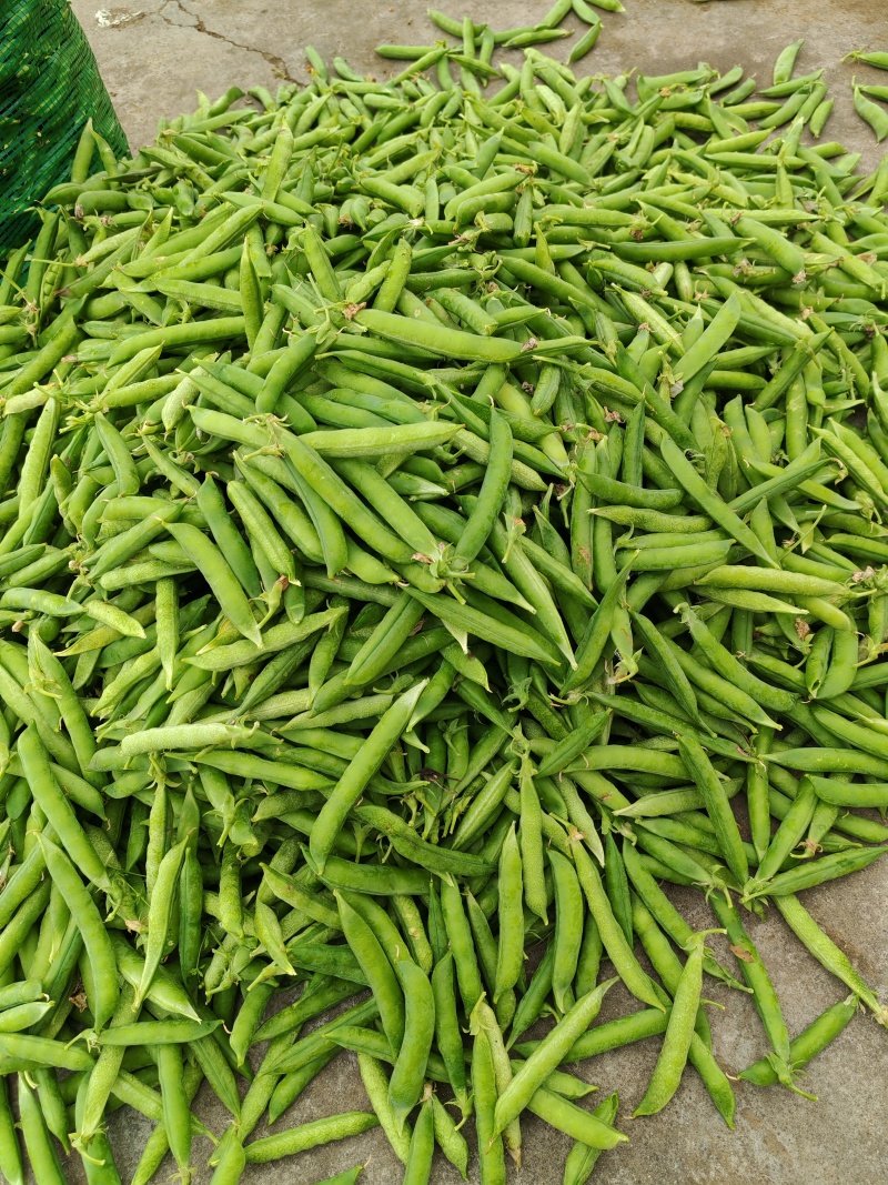 本地豌豆大量上市