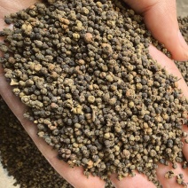 吴茱萸小花吴茱萸品质保证价格实惠