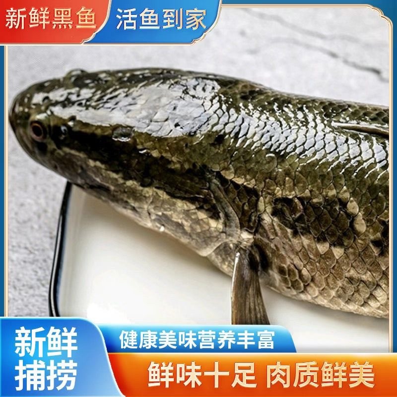 山东济宁微山湖黑鱼淡水鱼成品鱼，鱼苗都有欢迎联系