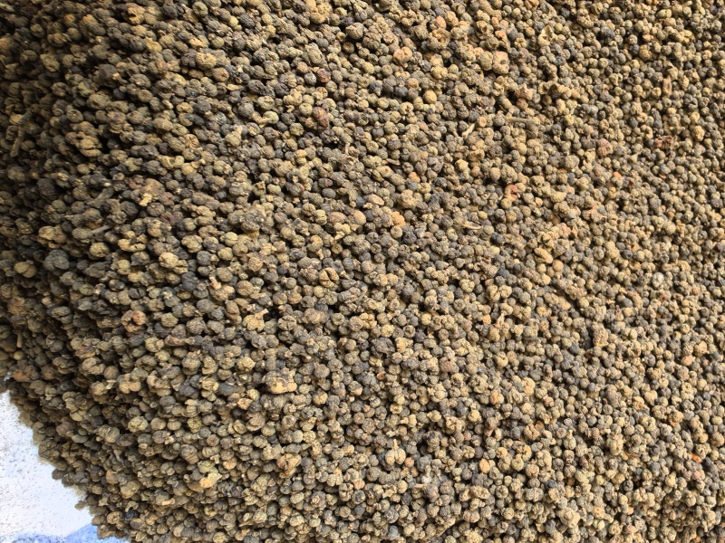 吴茱萸小花吴茱萸品质保证价格实惠