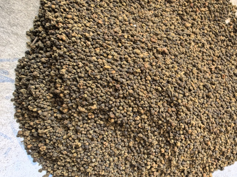 吴茱萸小花吴茱萸品质保证价格实惠