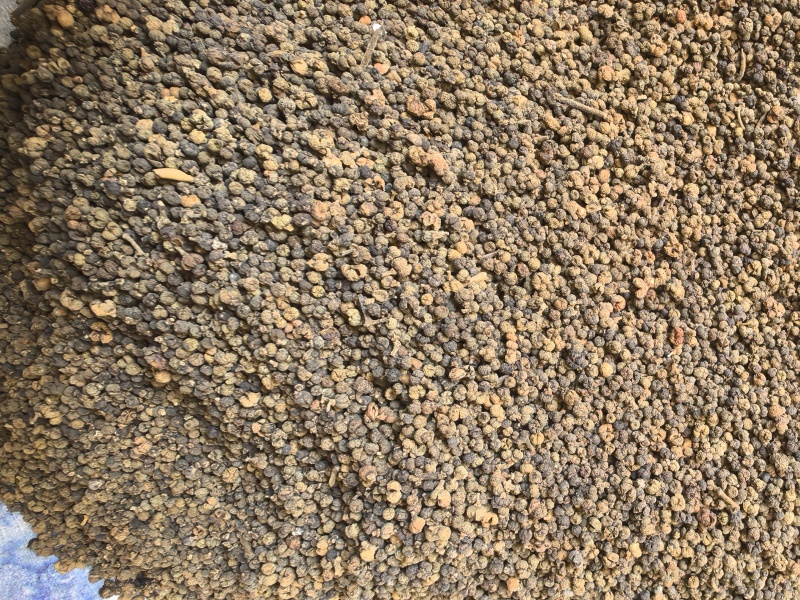 吴茱萸小花吴茱萸品质保证价格实惠