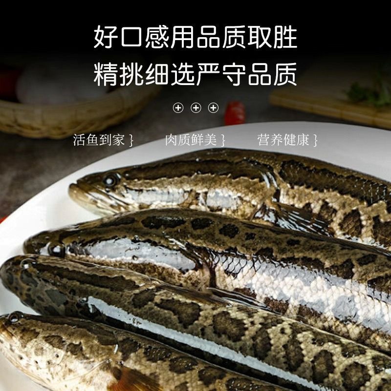山东济宁微山湖黑鱼淡水鱼成品鱼，鱼苗都有欢迎联系