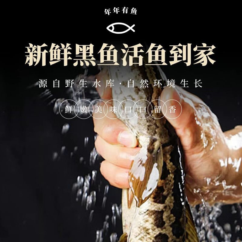 山东济宁微山湖黑鱼淡水鱼成品鱼，鱼苗都有欢迎联系