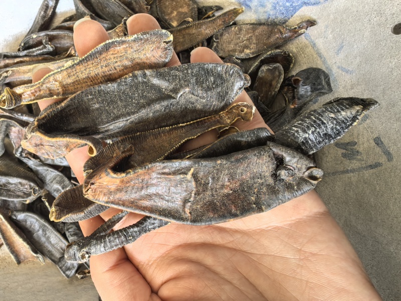 水蛭吊干精选货干货只卖品质保证价格实惠