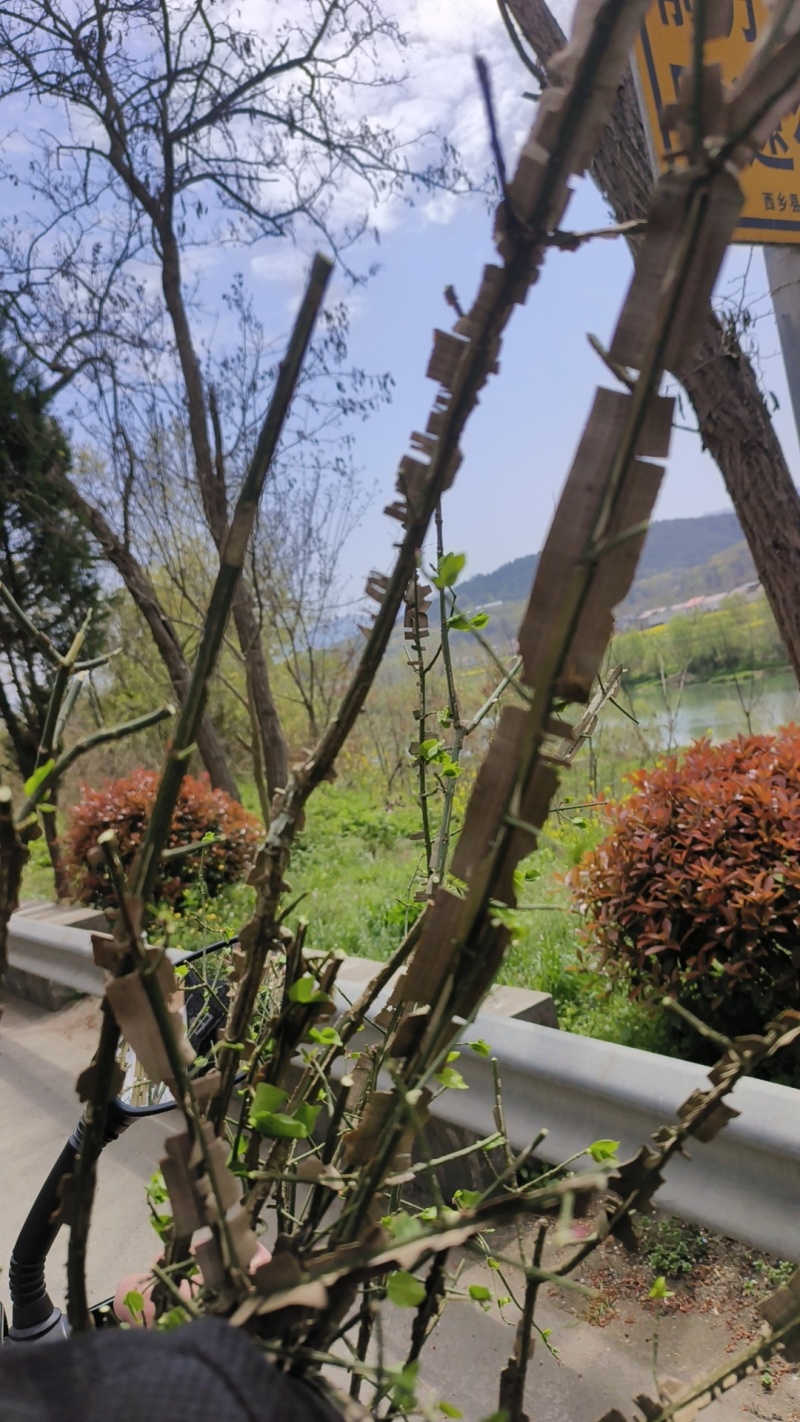 鬼箭羽苗