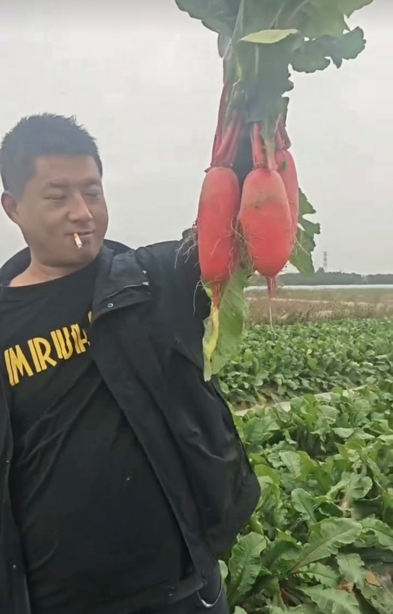 精品红皮萝卜产地大量上市发货一手货源批发品质保证价格美丽