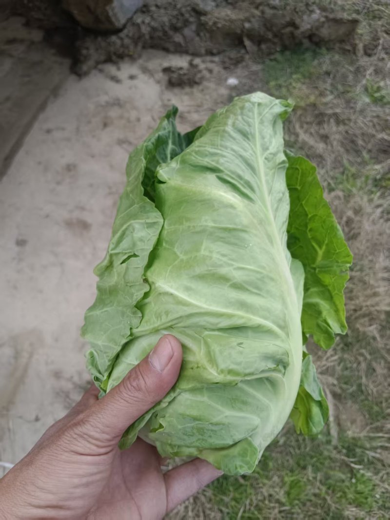 湖北天门精品牛心甘蓝包菜2斤左右产地大量发货一手货源批发