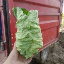湖北天门精品牛心甘蓝包菜2斤左右产地大量发货一手货源批发