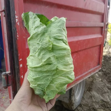 湖北天门精品牛心甘蓝包菜2斤左右产地大量发货一手货源批发