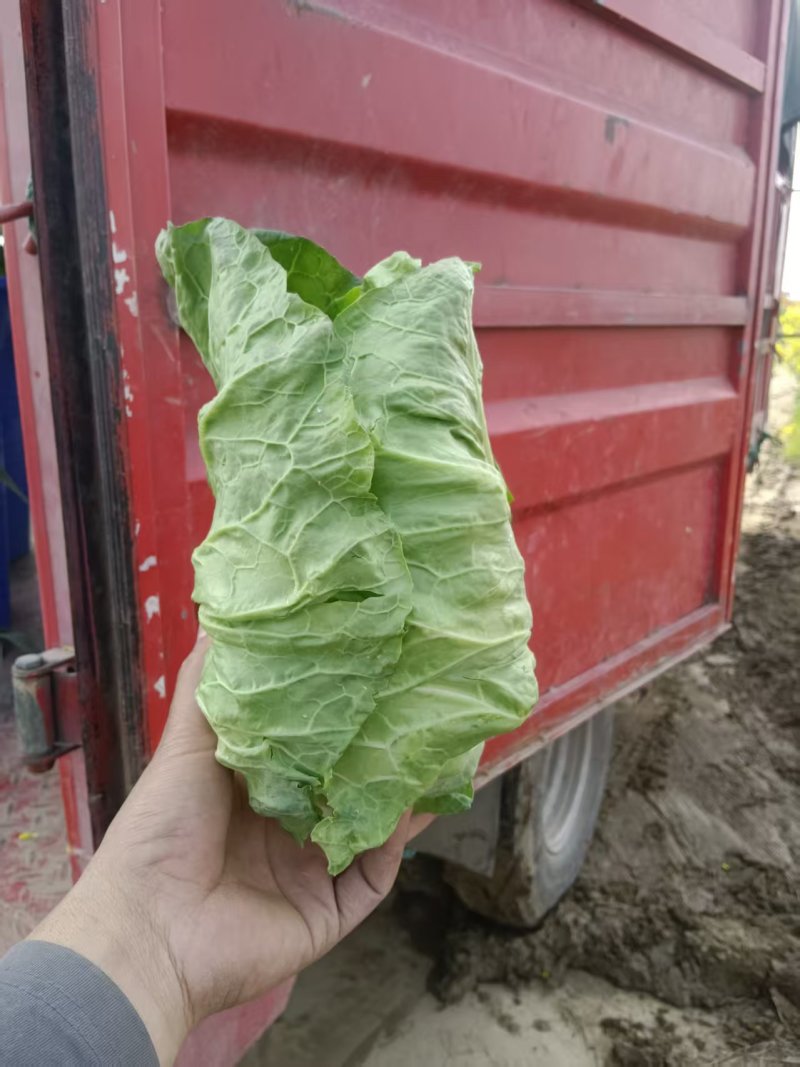 湖北天门精品牛心甘蓝包菜2斤左右产地大量发货一手货源批发