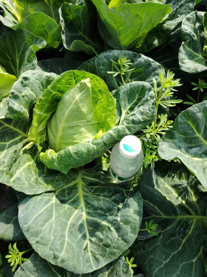 湖北天门精品牛心甘蓝包菜2斤左右产地大量发货一手货源批发