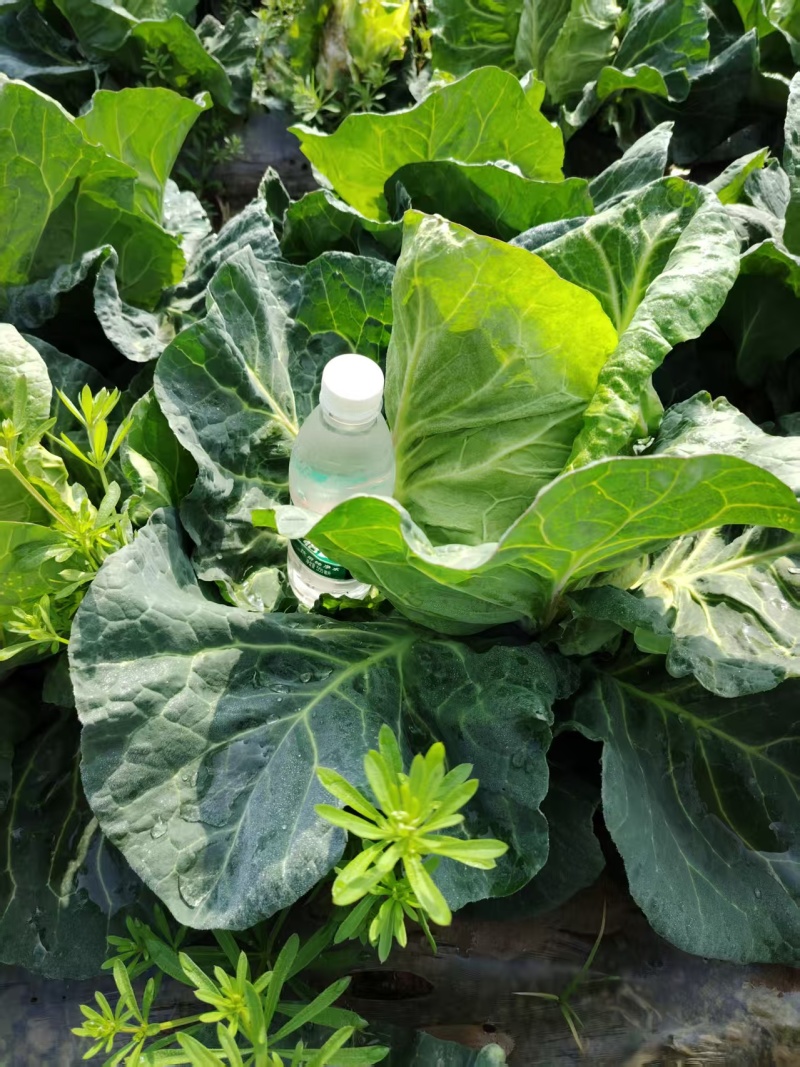 湖北天门精品牛心甘蓝包菜2斤左右产地大量发货一手货源批发