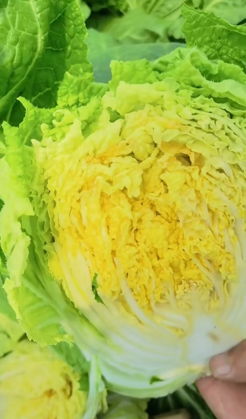 湖北钟祥精品黄心大白菜产地大量发货一手货源批发品质保证