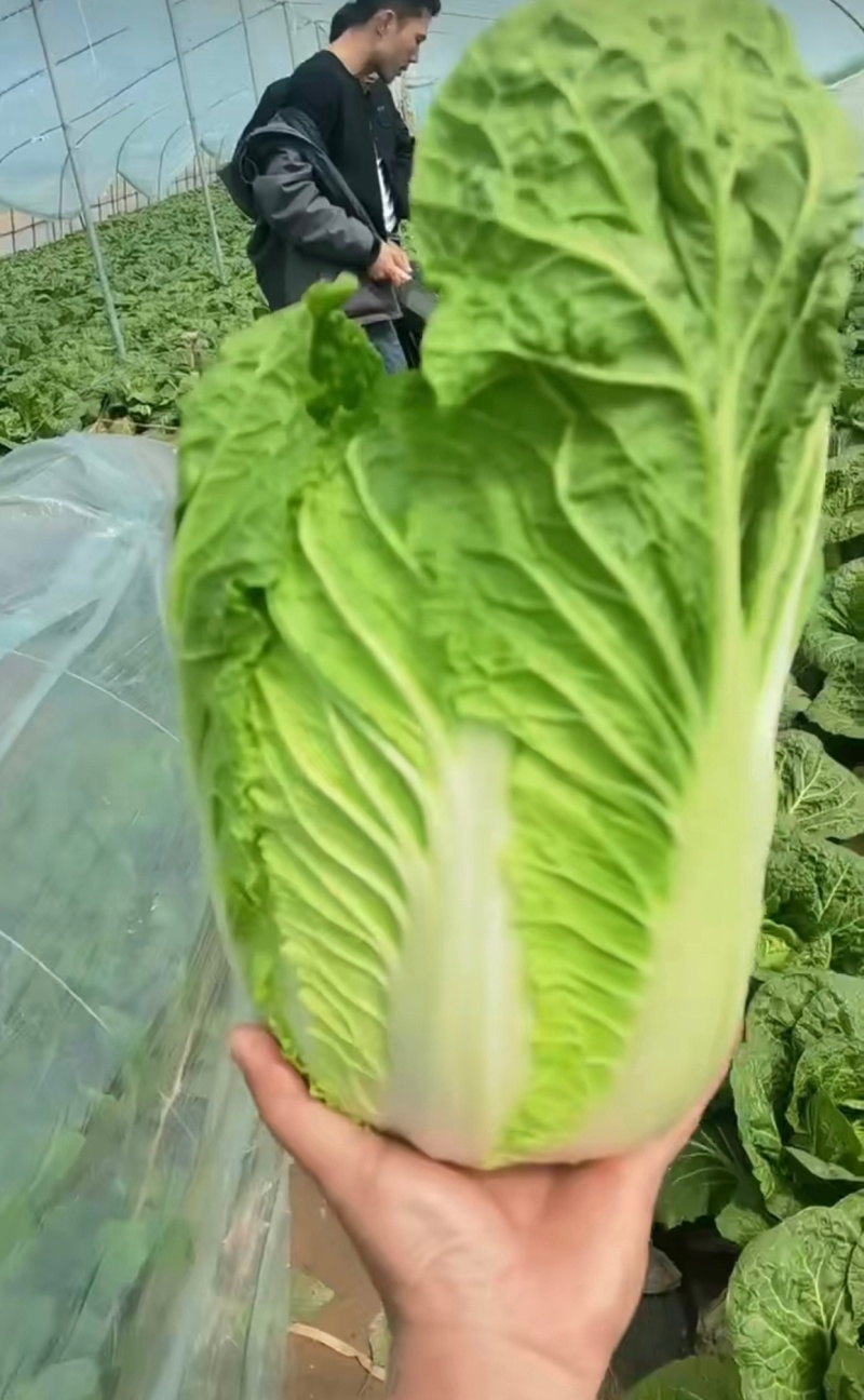 湖北钟祥精品黄心大白菜产地大量发货一手货源批发品质保证